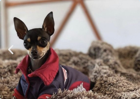 Perrito en cabaña Las Nubes